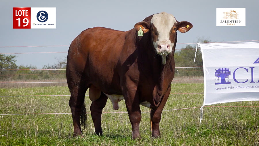 Lote LOTE 19 - TOROS BRAFORD NO. 51