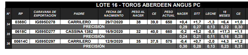 Lote TOROS ANGUS PC
