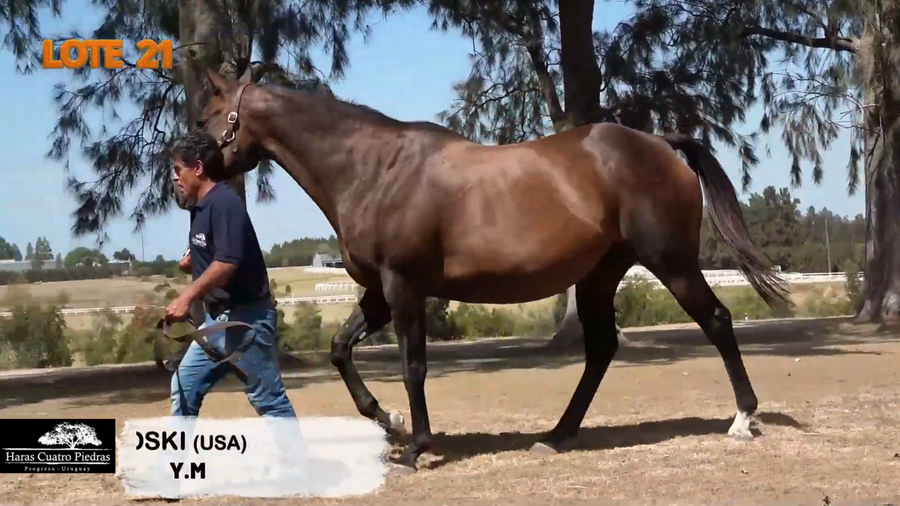 Lote MRS PETOSKI (USA)