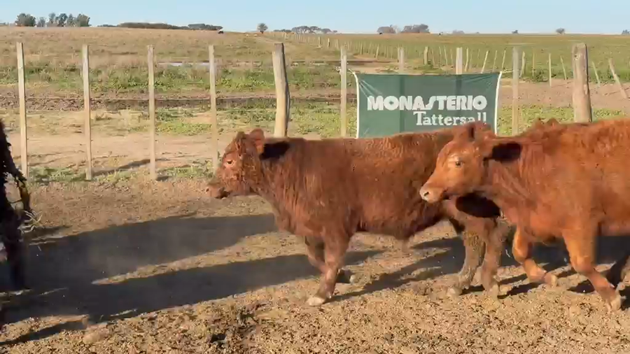 Lote 80 Novillitos en Trenel