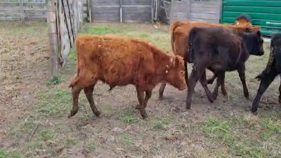 Lote 109 Terneros/as en Bolívar, Buenos Aires