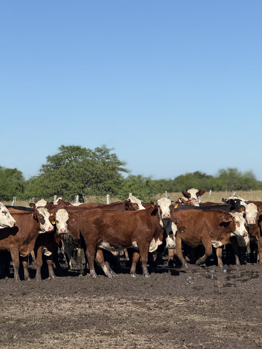 Lote 80 Novillos en Corrientes, Mercedes