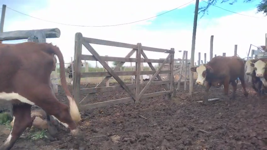 Lote 40 Vaquillonas C/ gtia de preñez