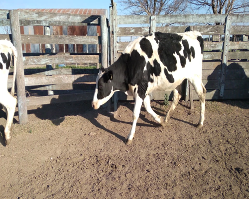 Lote VAQUILLONAS P/ENTORAR Y TERNERAS