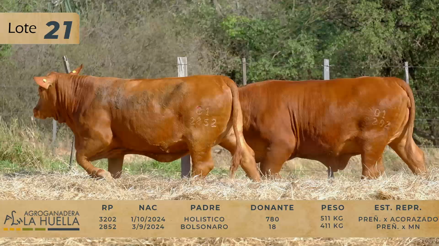 Lote LOTE 21