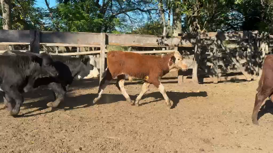 Lote 70 Terneros
