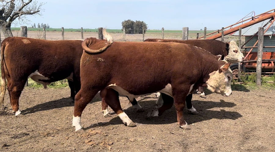 Lote CABAÑA BRISA SUREÑA