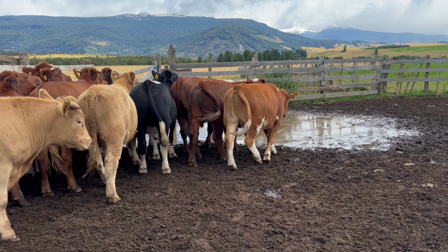 Lote 20 Novillo Engorda en Coyhaique, XI Región Aysén