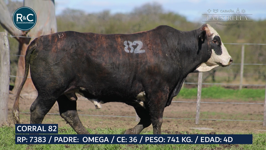 Lote Toro Media sangre