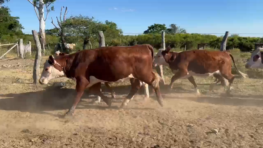 Lote 50 Vaquillonas P/ entorar