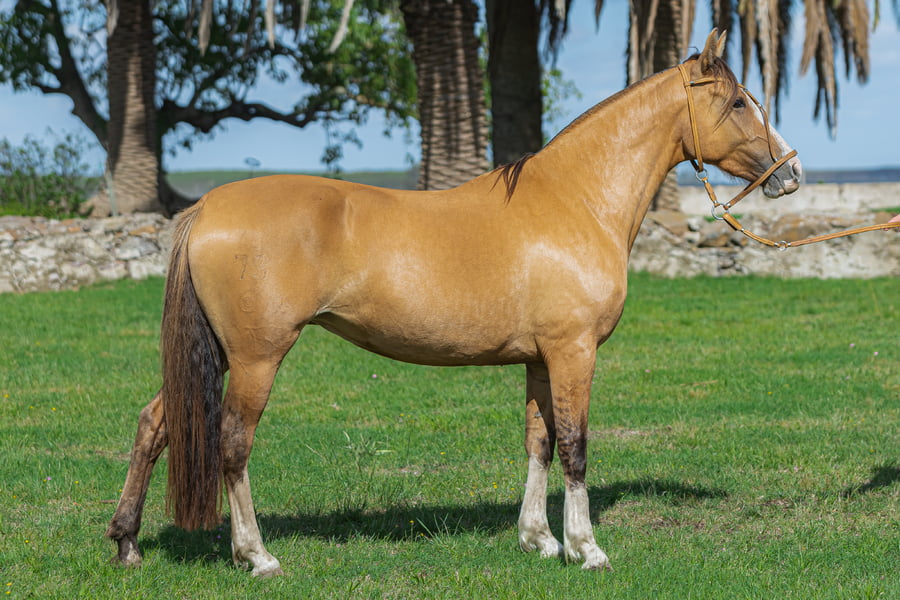 Lote Sombra Cambuatá