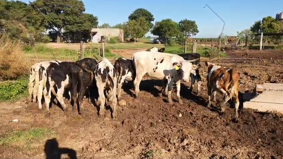 Lote 10 Terneros Holando Argentino en Col. San Pedro, Córdoba