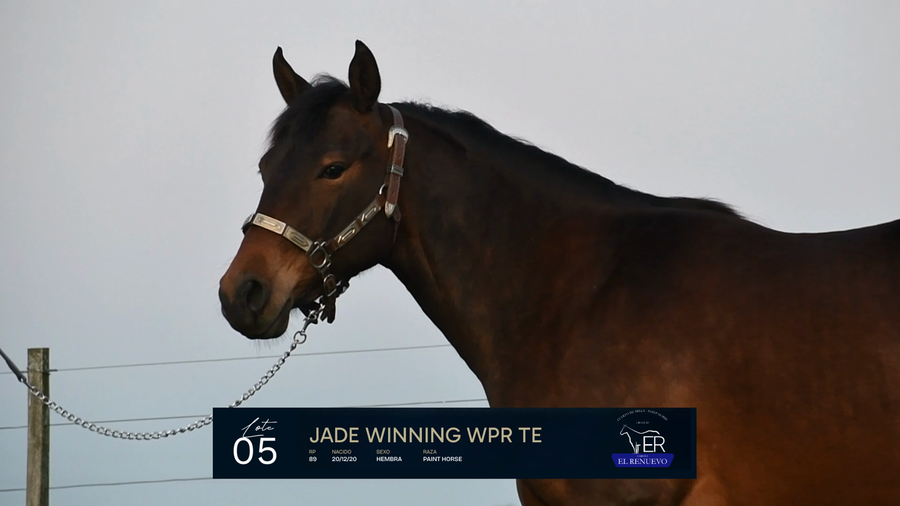 Lote JADE WINNING WPR TE