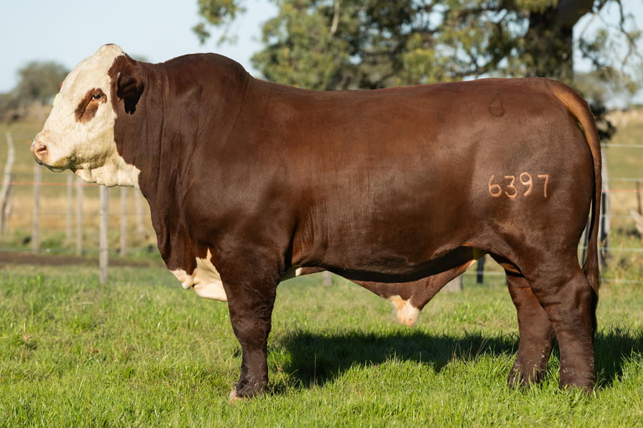 Lote Toros señal 22