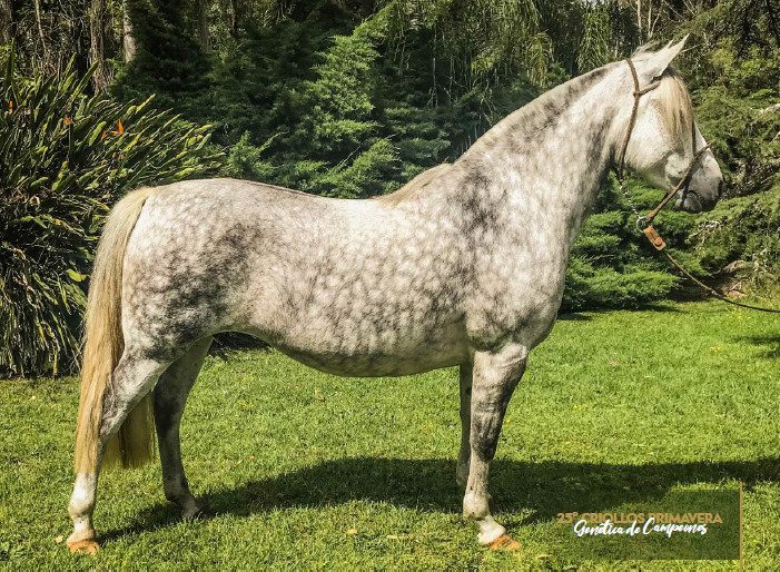 Lote QUELÉN LUZ DEL ALBA