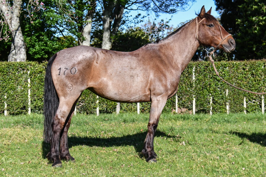 Lote Polvora del Paso