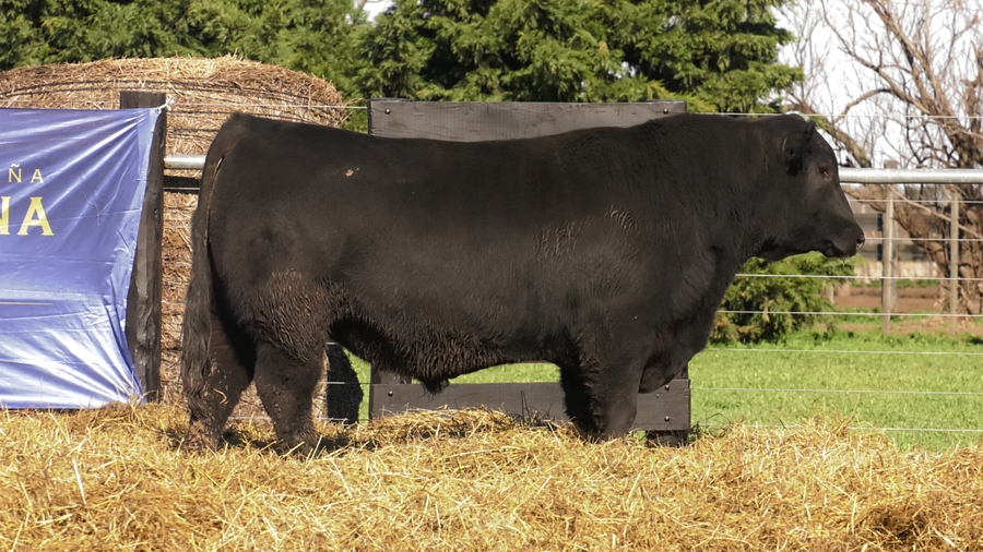 Lote TOROS A. ANGUS PURO PEDIGREE