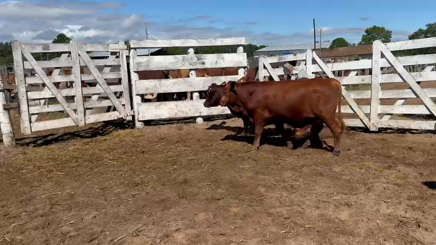 Lote 5 MEJ / Macho Entero Joven en Corrientes, Bella Vista