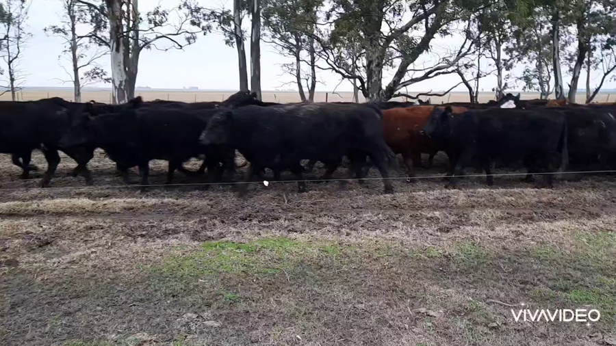 Lote 80 Vacas nuevas C/ cria en Tres Arroyos, Buenos Aires