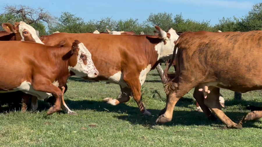Lote 30 Vacas medio uso C/ gtia de preñez en Corrientes, Curuzu Cuatia