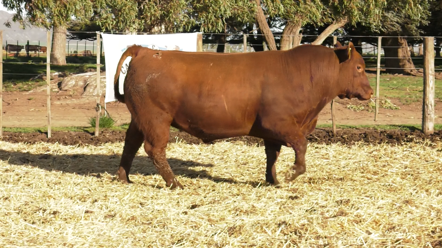 Lote TOROS PUROS CONTROLADOS