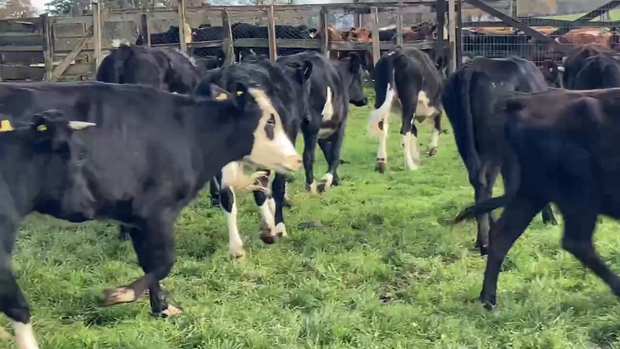 Lote 27 Vaquilla Engorda en Río Bueno, XIV Región Los Ríos