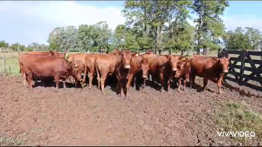 Lote 14 Vaquillonas C/ gtia de preñez
