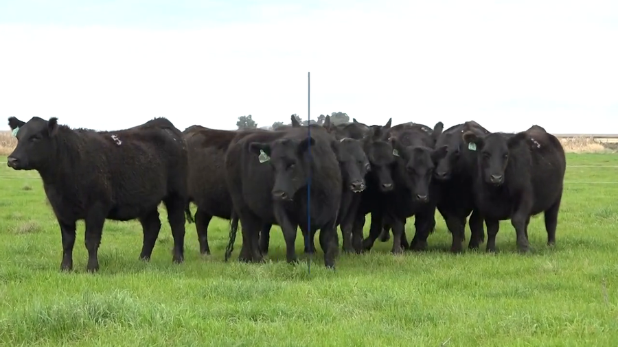 Lote VAQUILLONAS MaS