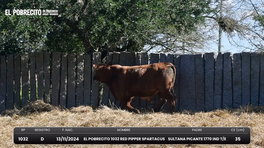 Lote Toros Brangus