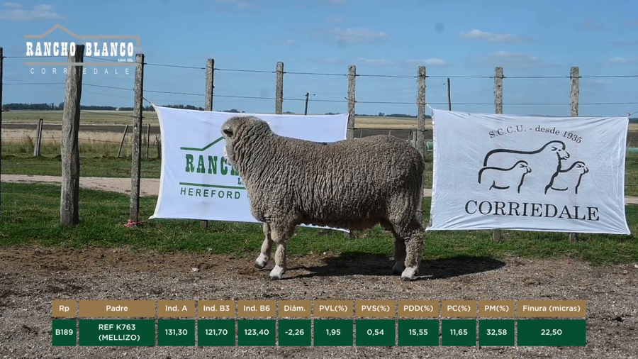 Lote CARNEROS 2 DTES.