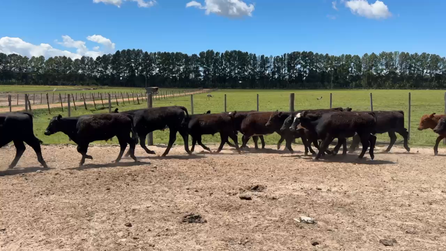 Lote 60 Terneros en Entre Ríos, Chajarí