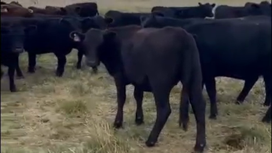 Lote 126 Vaquillonas