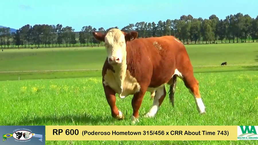 Lote TOROS HEREFORD