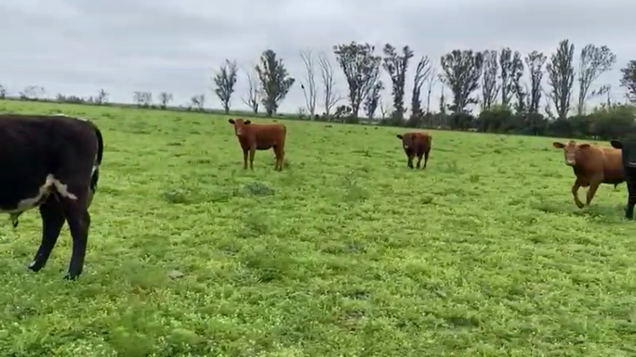 Lote 17 Novillitos en Herrera, Entre Ríos