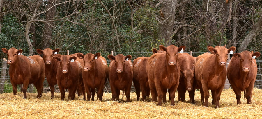 Lote VAQUILLONAS ANGUS PC OTOÑO