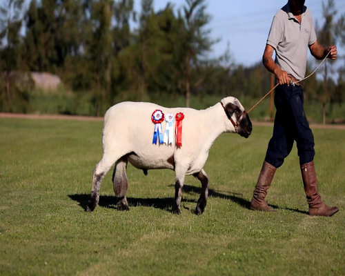 Lote Borregas a remate en Cabaña Las Brujas, San José