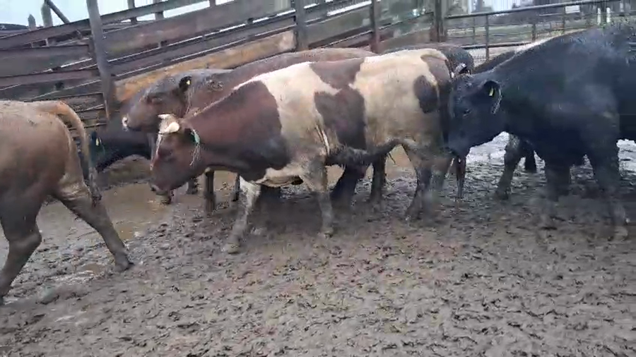 Lote 20 Novillo Gordo en Los Ángeles, VIII Región Biobío