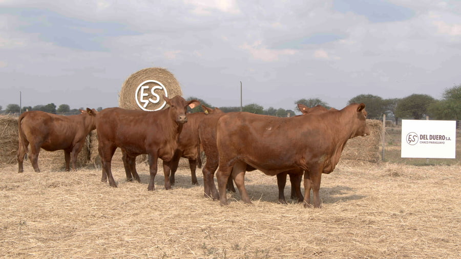 Lote Vaquillas CBO. 1 PREÑADAS