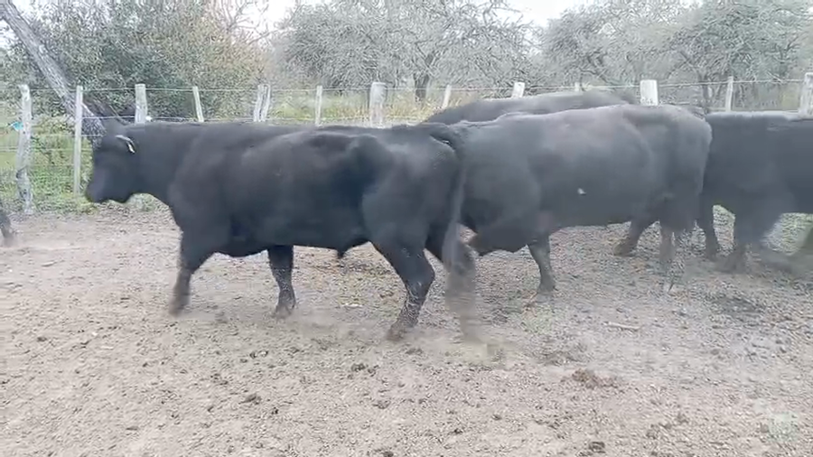 Lote 8 Toros de invernar en Entre Ríos, Federal