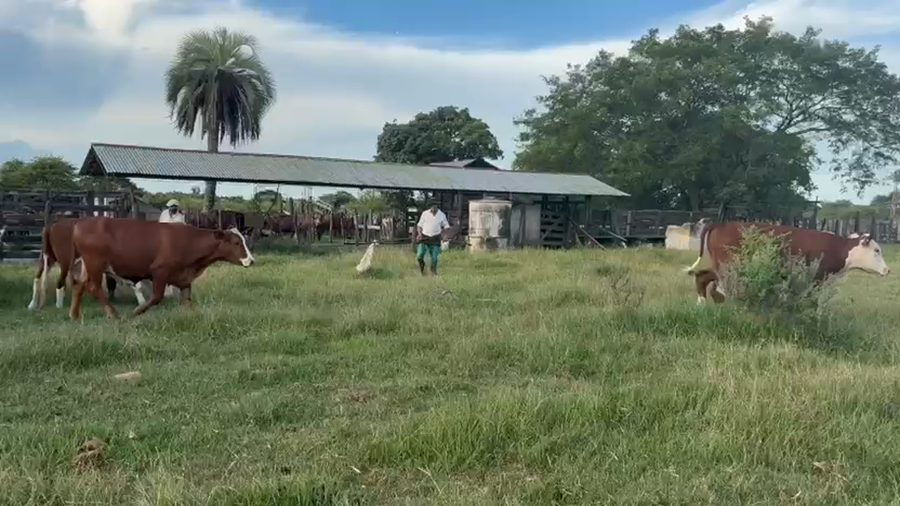 Lote 70 Novillos en Corrientes, Mercedes