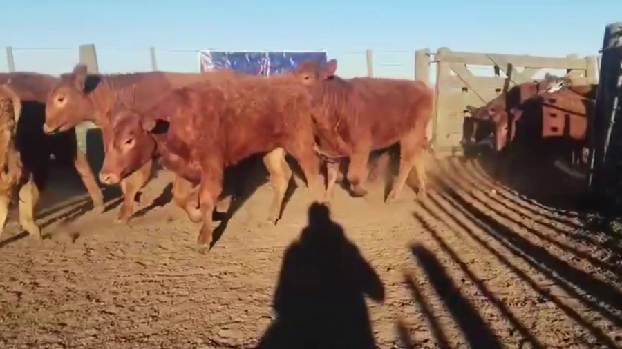 Lote 66 TERNS. HEMBRAS, EN GUAMINI, BS. AS.