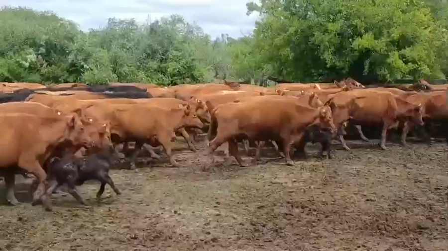 Lote 226 Vacas con Cría  en Entre Ríos, Federal