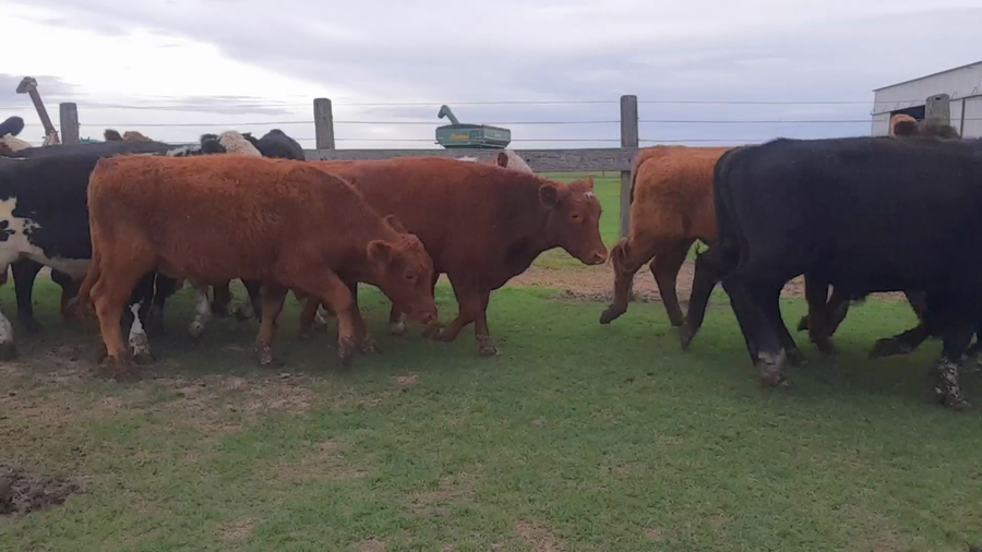 Lote 80 Novillitos en Santa Fe, La Pelada