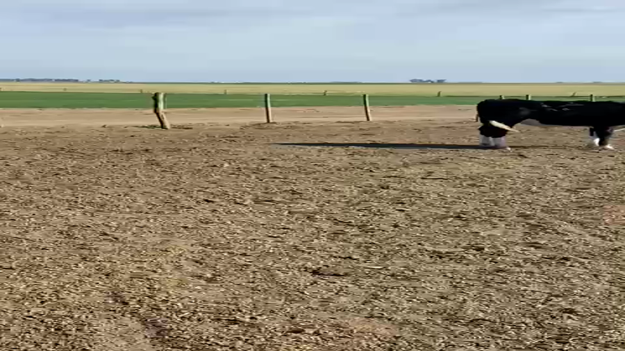 Lote 50 Terneros/as Gral. Villegas