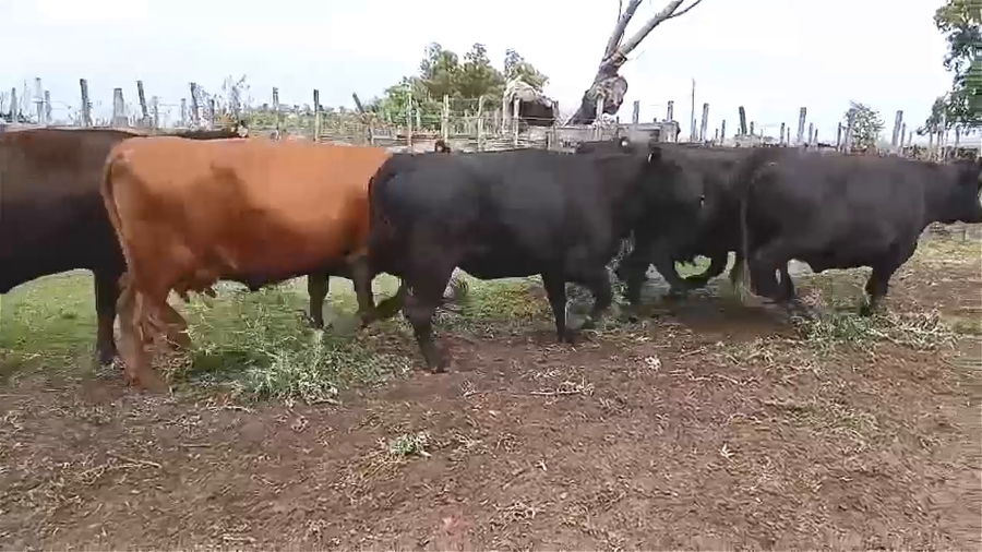 Lote 28 Vacas Preñadas