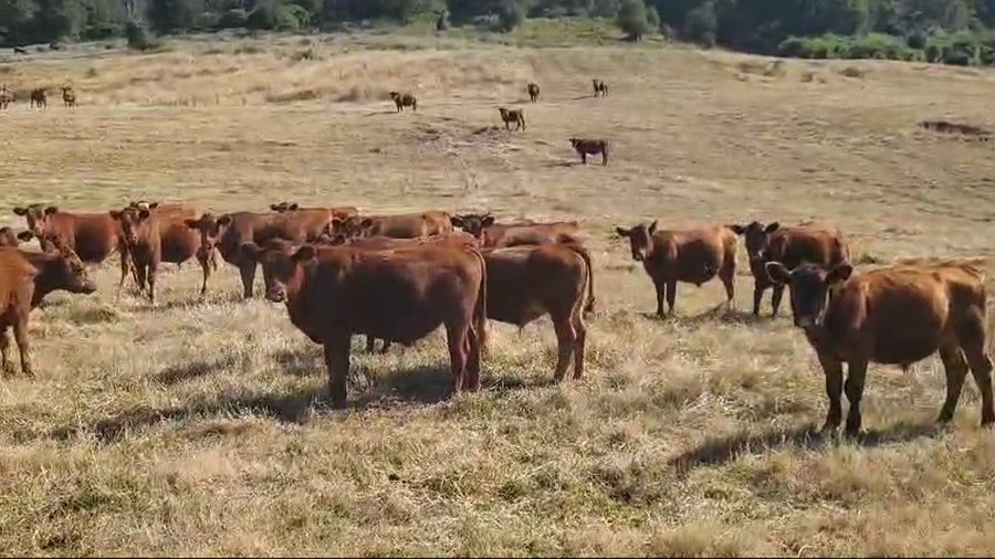 Lote 60 Novillo Engorda en XIV Región Los Ríos, Futrono