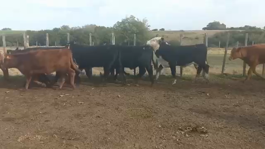 Lote Terneros y Terneras