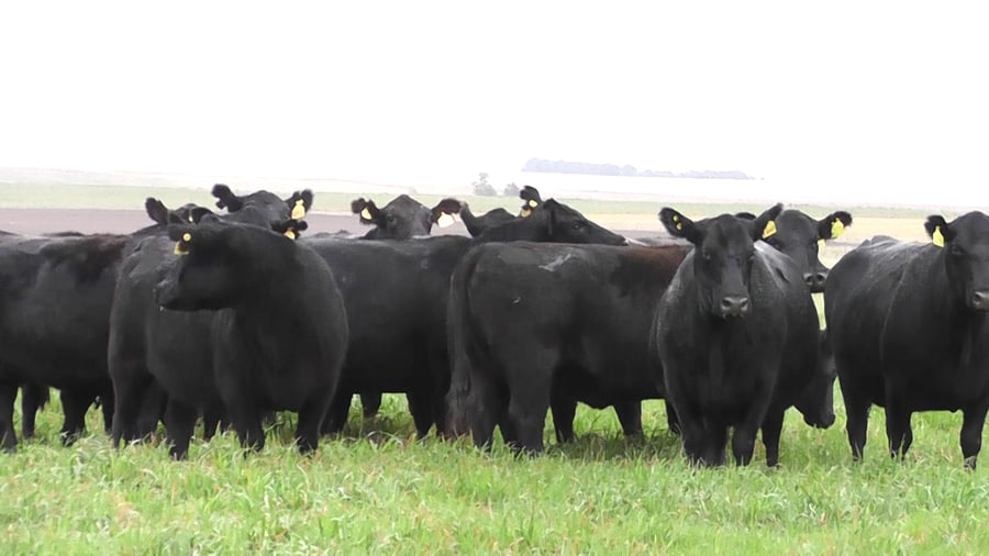 Lote VACAS A. ANGUS NEGRAS   P. CONTROLADAS C/ GTIA DE PREÑEZ