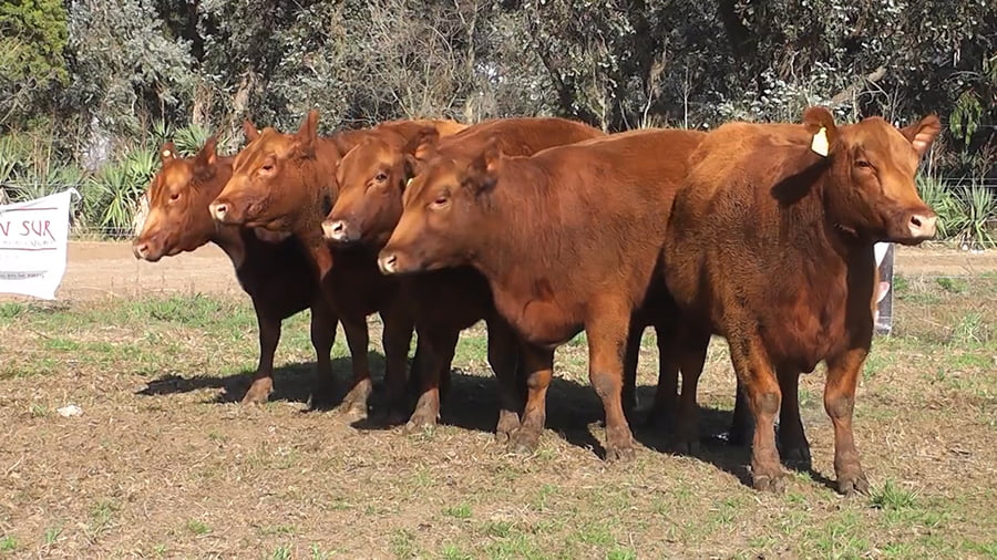 Lote VAQUILLONAS PURAS CONTROLADAS CON GARANTIA DE PREÑEZ