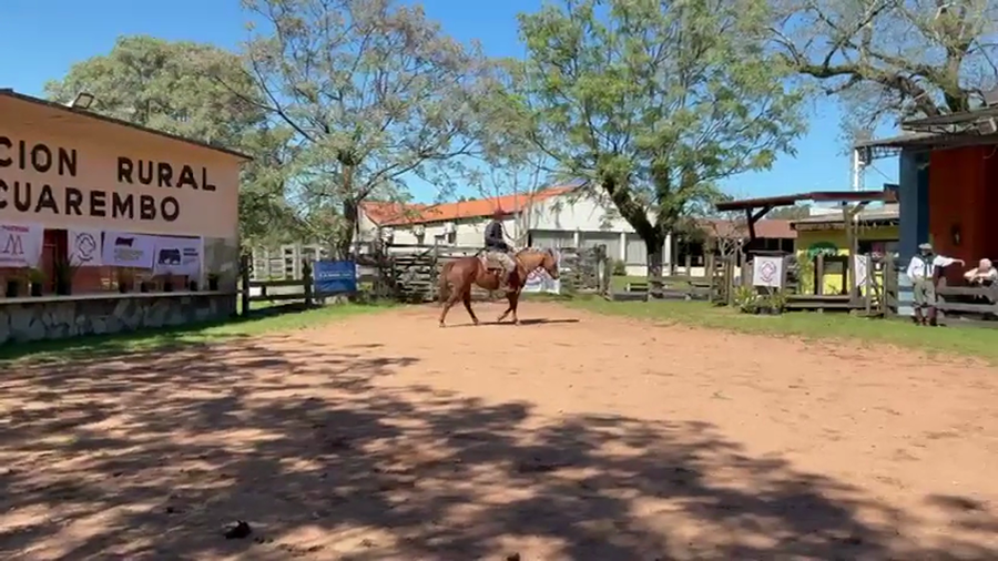 Lote MATRE PEPPY AFRODITA